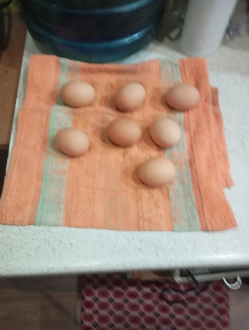 ��� ����