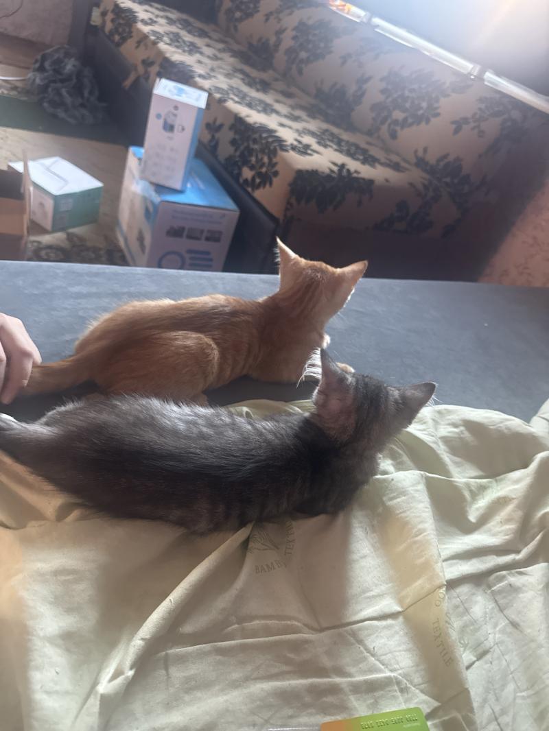 2 �������